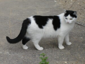 black and white cat