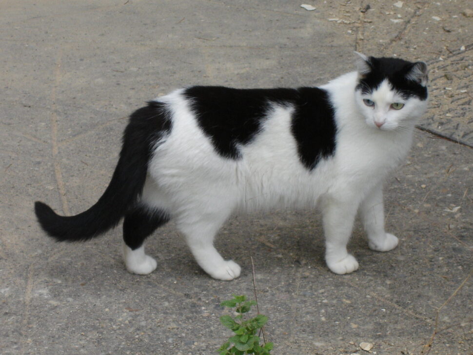 black and white cat