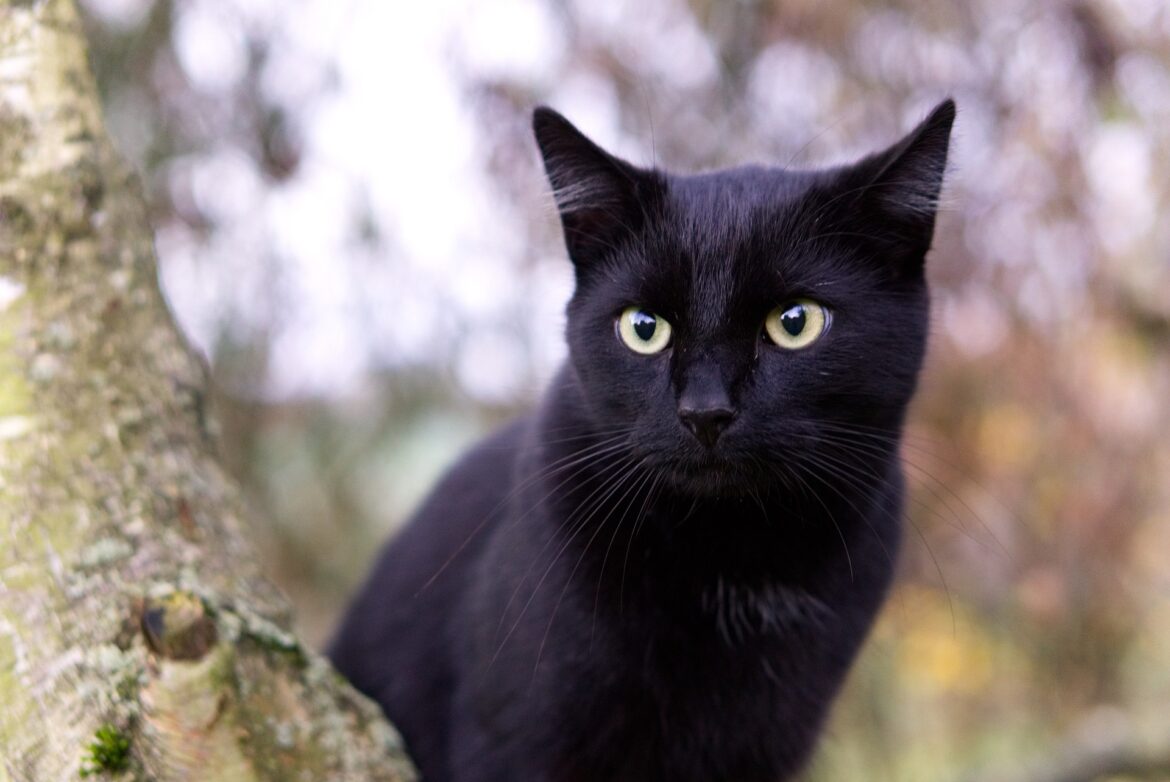 Black cat outside