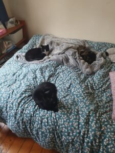 Cats on a bed