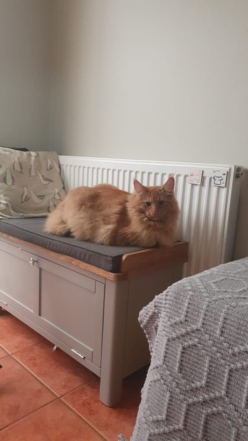 Ginger cat enquiring what you're looking at
