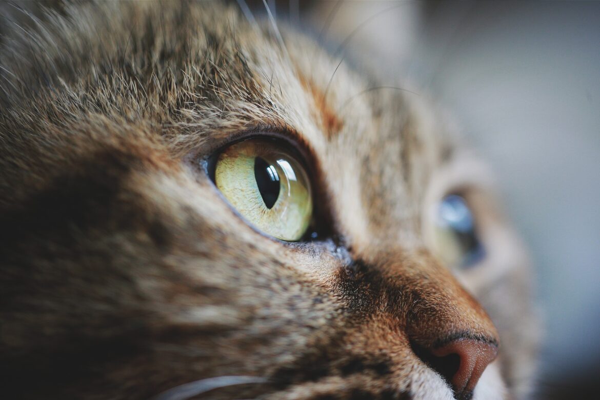 Close up of a cat's eyes