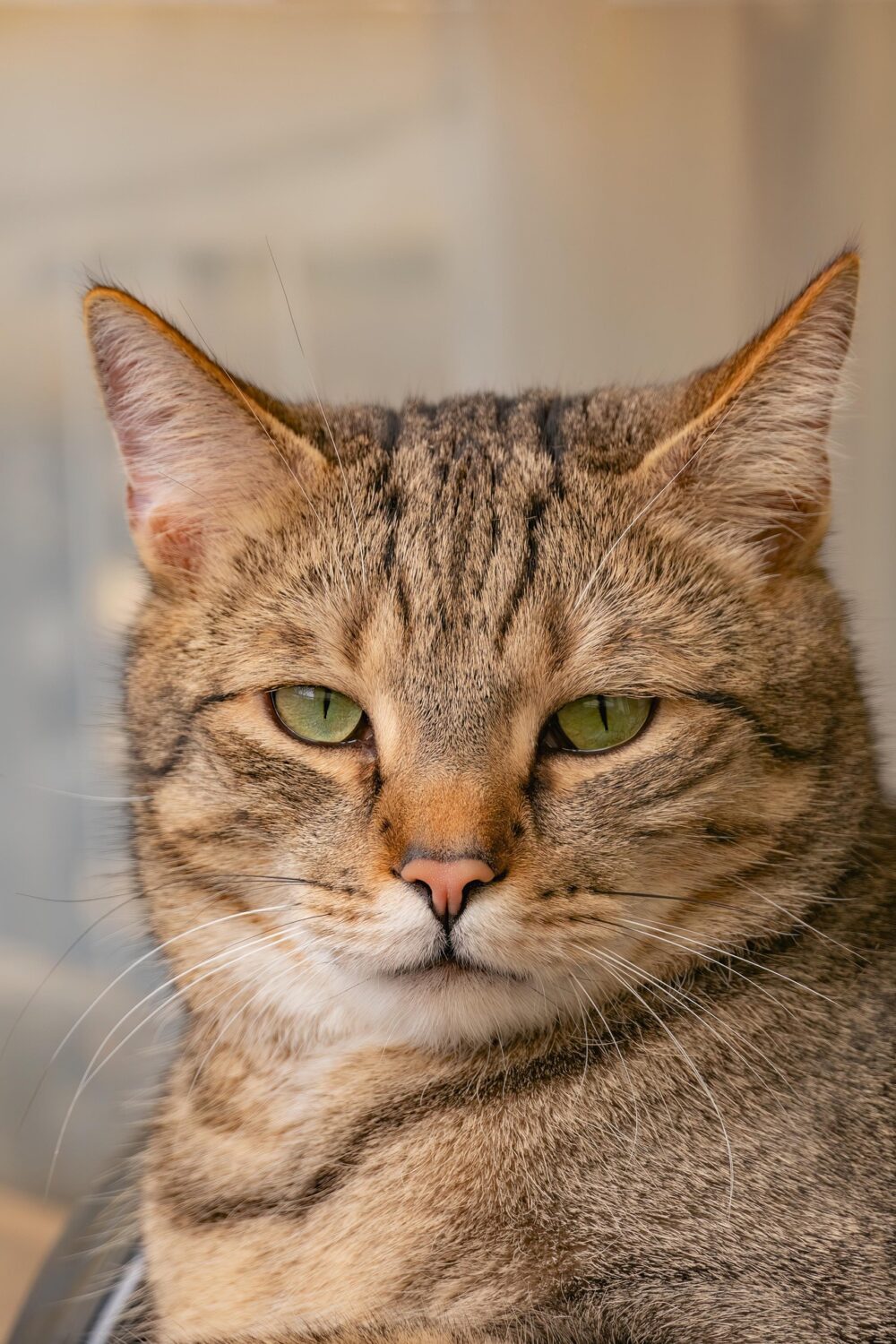 Photo of a pure-bred British Domestic Short-Hair