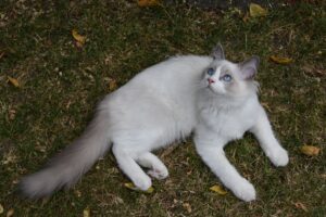 Photo of a lilac bicolour ragdoll by Blue Heaven, from Pixabay