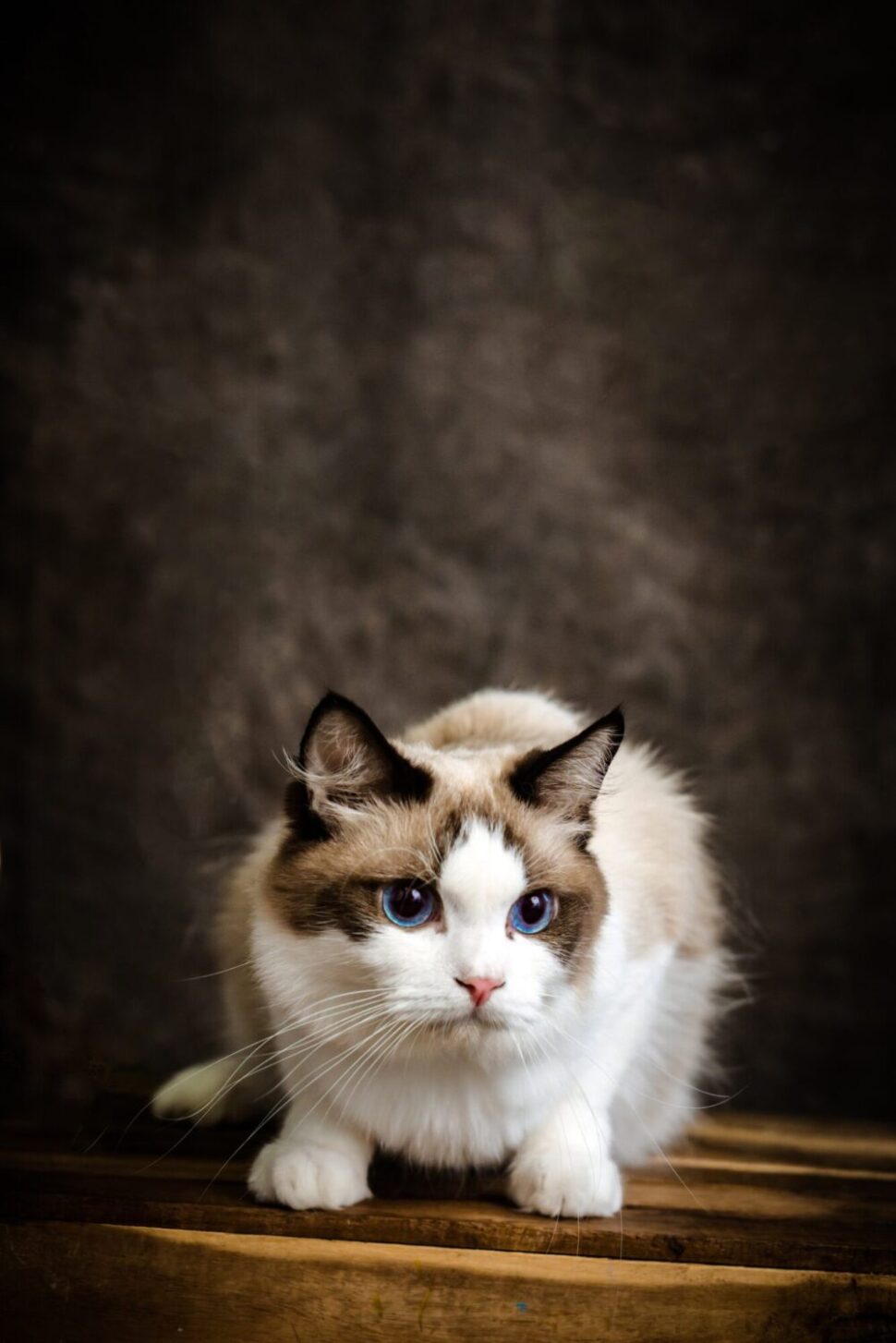Ragdoll Cat